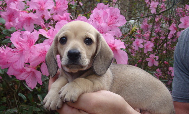 Lena S Mini Doxies Puppies Miniature Dachshunds Dog Breeders